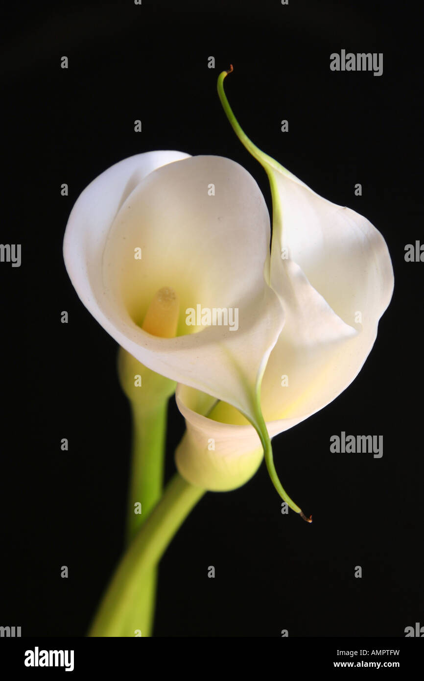 Deux calla lillies Banque D'Images