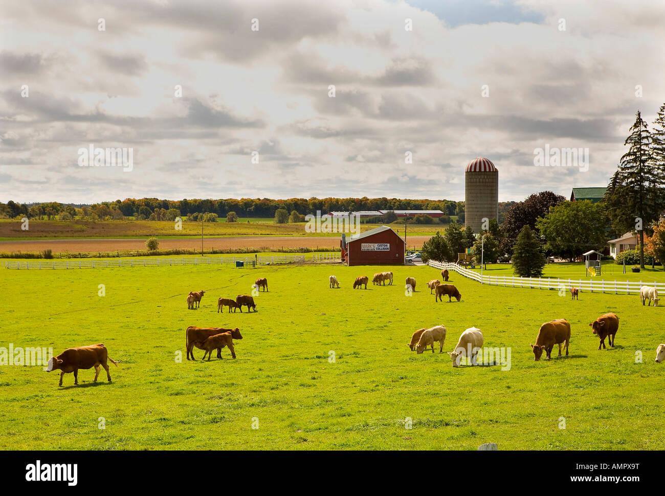 Cow Pasture Bloomfield le comté de Prince Edward (Ontario) Canada Banque D'Images