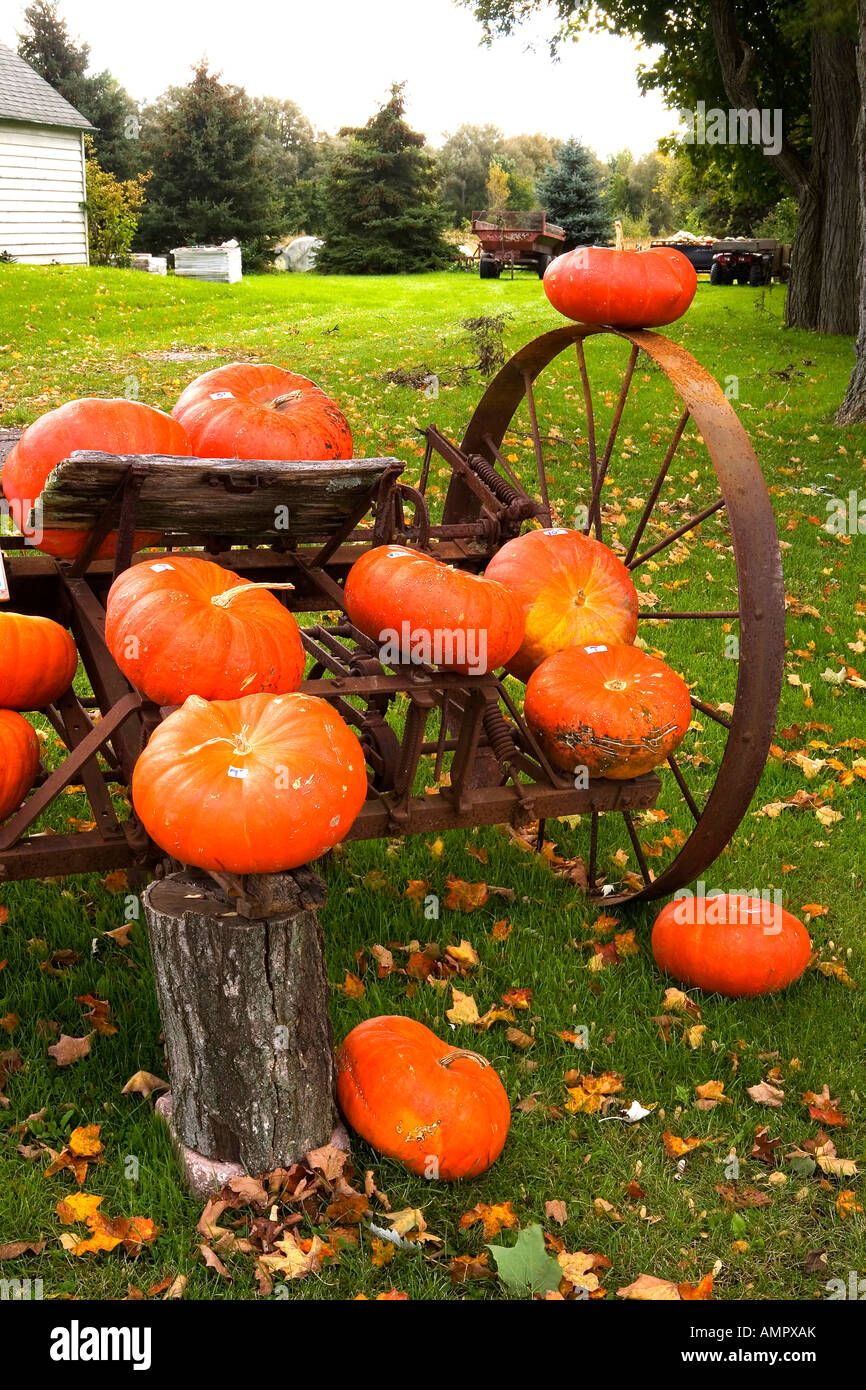 Citrouilles français près de Picton le comté de Prince Edward (Ontario) Canada Banque D'Images