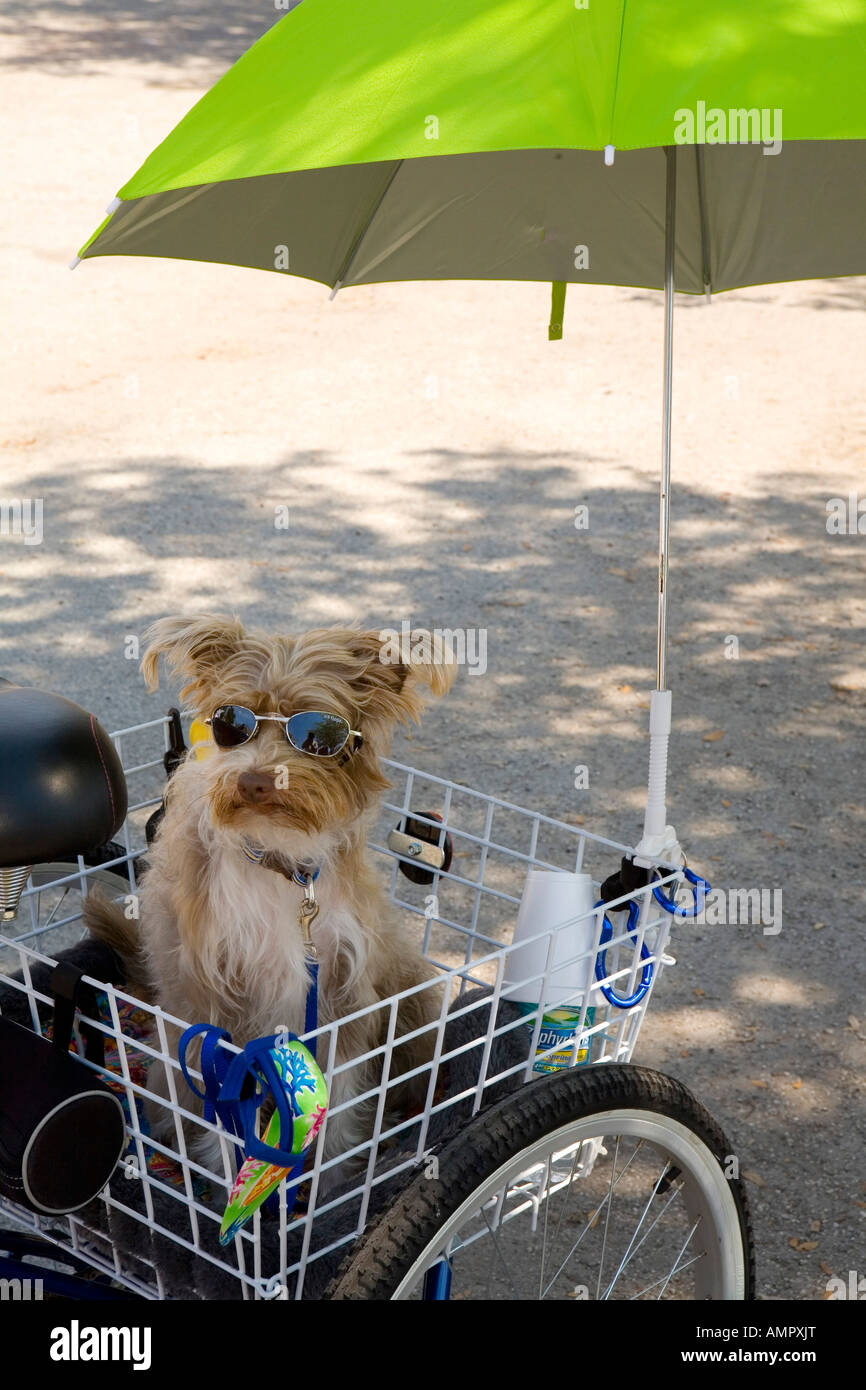 Les chiens avec des lunettes Pompano Floride juste Banque D'Images