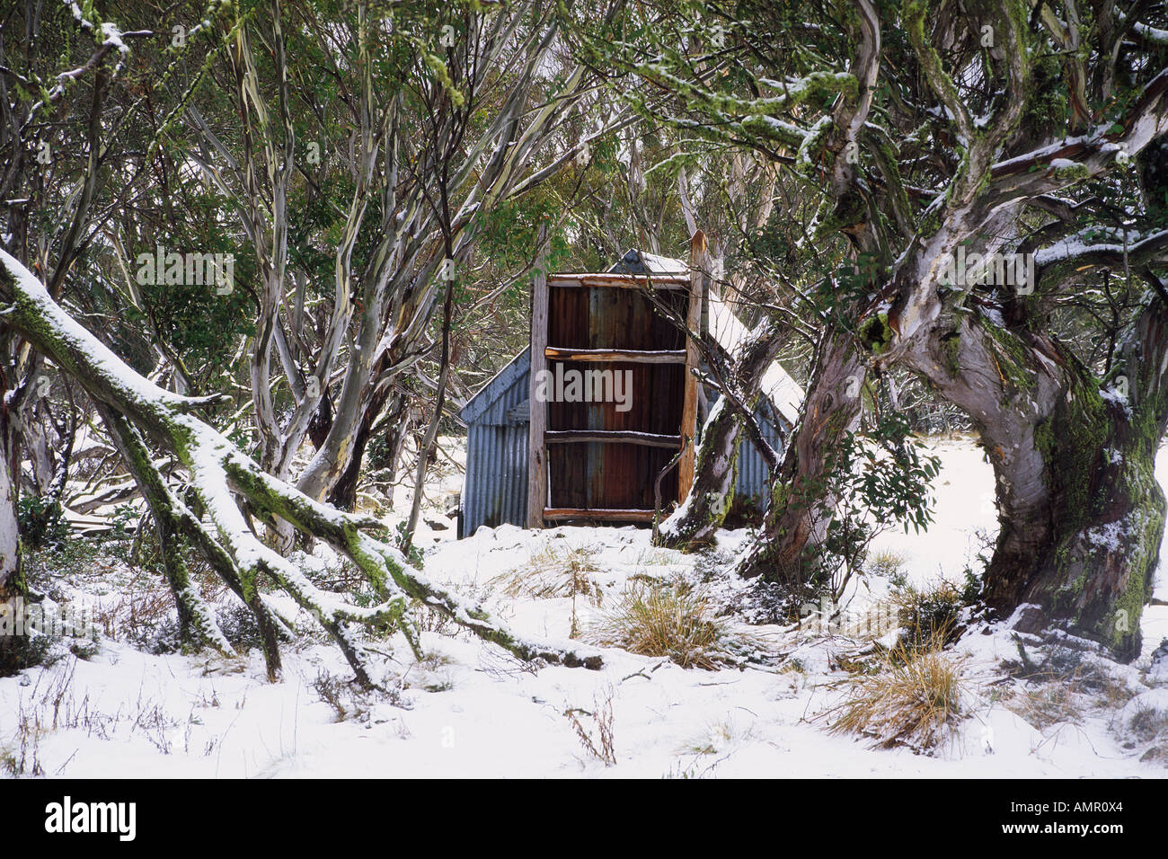 Cabane et Gommiers neige en hiver, le Mont Hotham, Victoria, Australie Banque D'Images