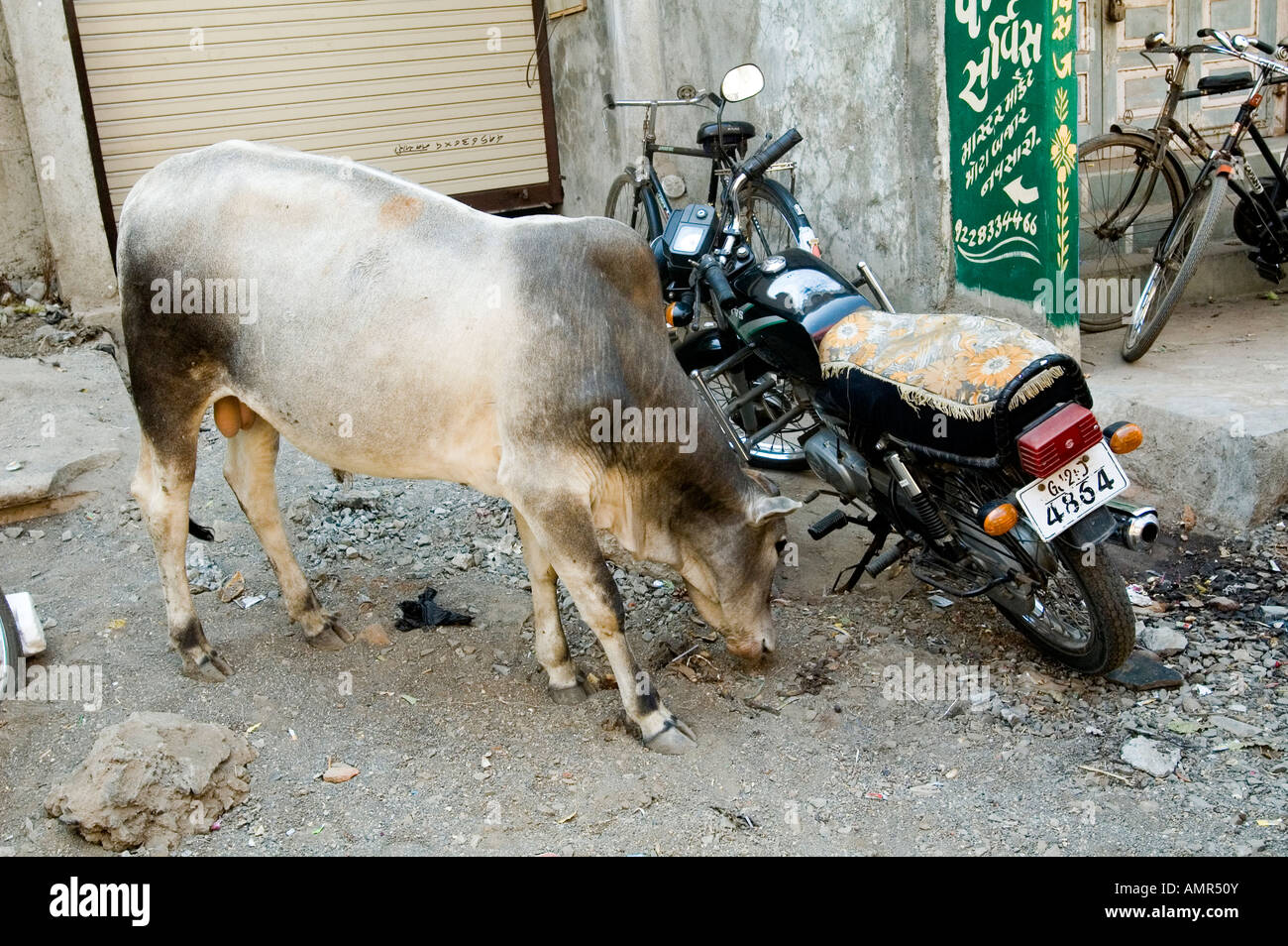 Une vache de fourrages pour l'alimentation à côté d'une moto en Inde Banque D'Images Une vache de fourrages pour l'alimentation à côté d'une moto en Inde Banque D'Images