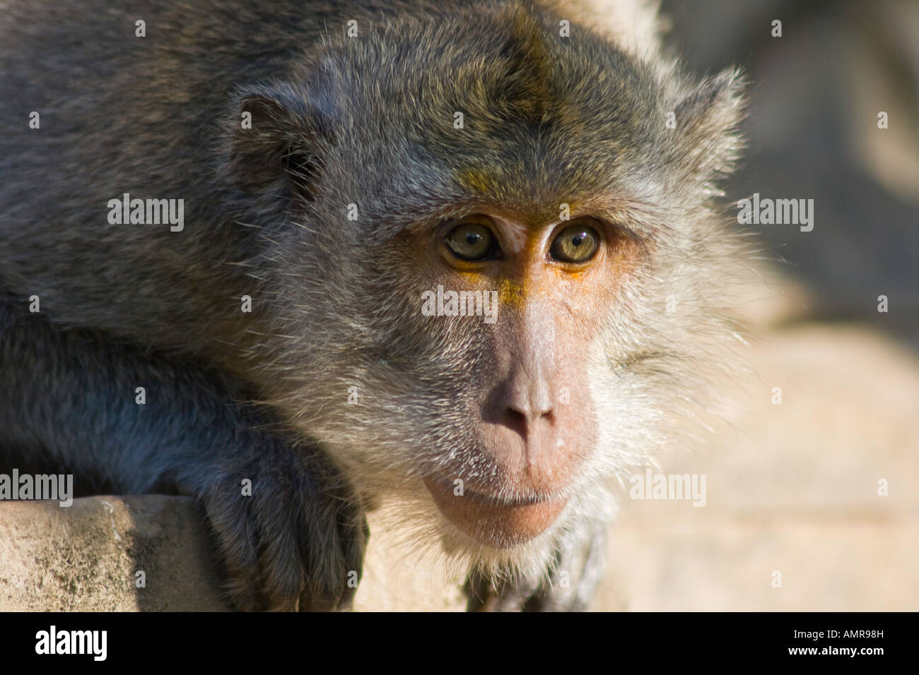 Singe macaque à longue queue ou Uluwatu Ulu Watu Temple Hindou Bali Indonésie Banque D'Images