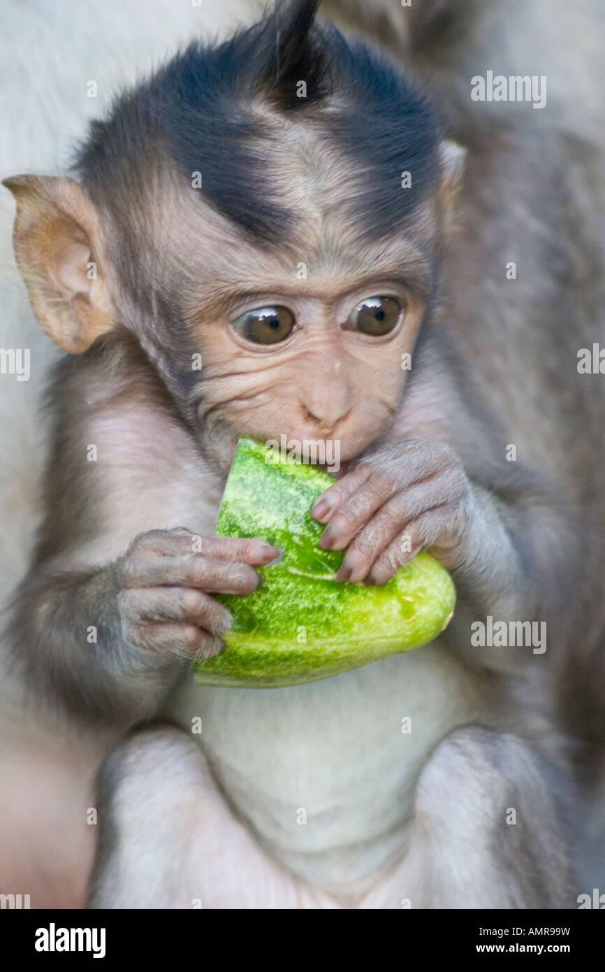 Bébé singe macaque à longue queue de manger le concombre ou Uluwatu Ulu Watu Temple Hindou Bali Indonésie Banque D'Images