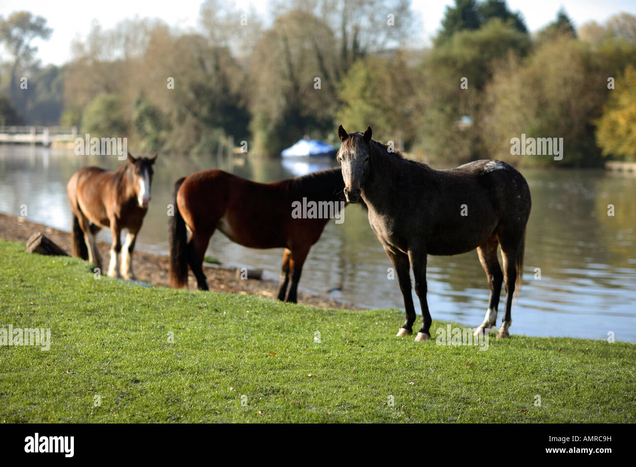 Les chevaux sur le port meadow, Oxford. UK Banque D'Images