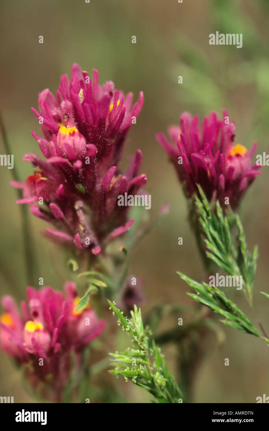 Les hiboux violet Orthocarpus purpurascens prises sur le Livre blanc des montagnes de l'Arizona Les réservoirs de mars à mai Fleurs Banque D'Images