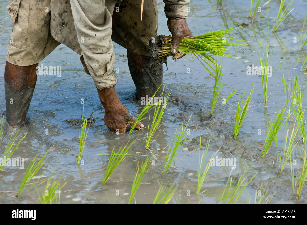 Farmer le repiquage du riz à la main sur le terrain, Ubud, Bali Indonésie Banque D'Images