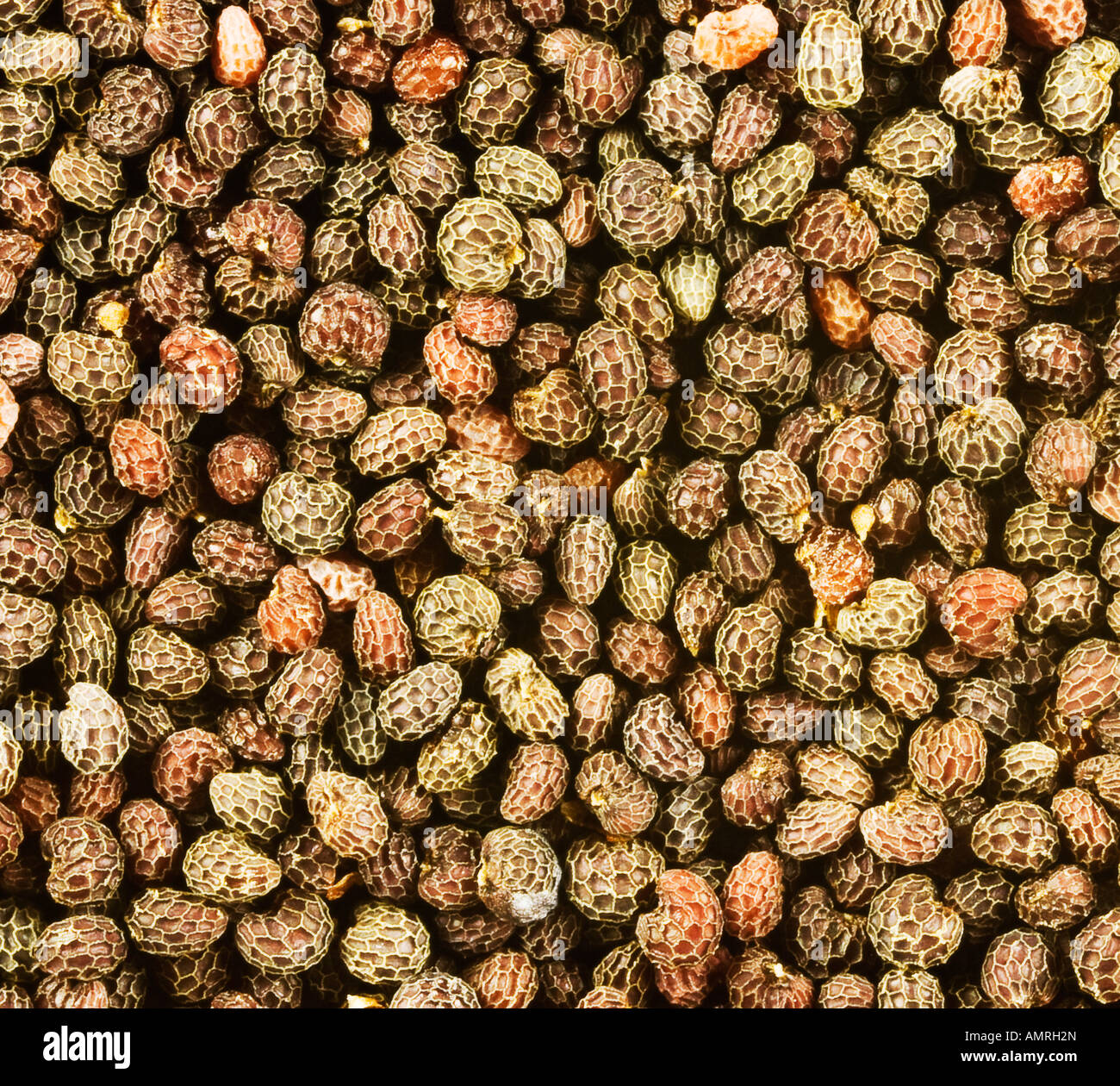 Les graines de pavot à opium, 3x de grossissement Banque D'Images
