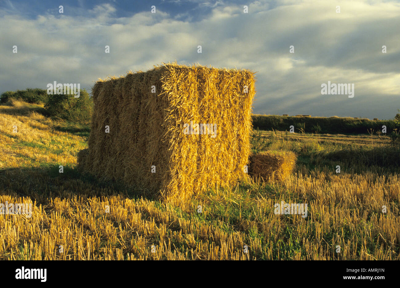 Bottes de paille, la plaine de Salisbury, Wiltshire, Royaume-Uni. Banque D'Images