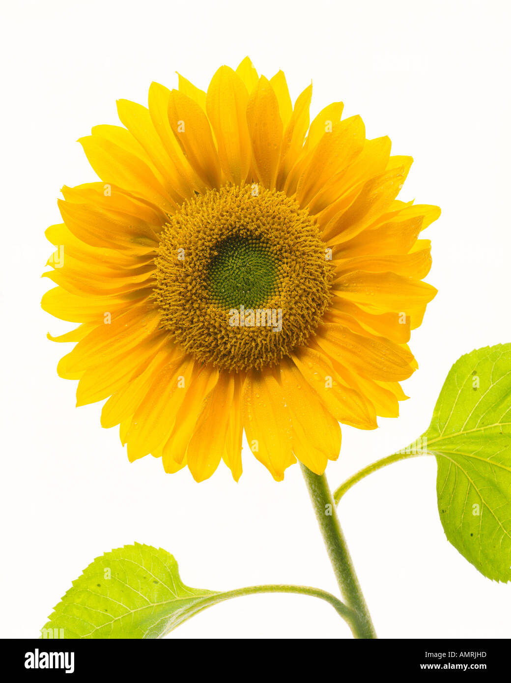 Portrait of Sunflower Banque D'Images