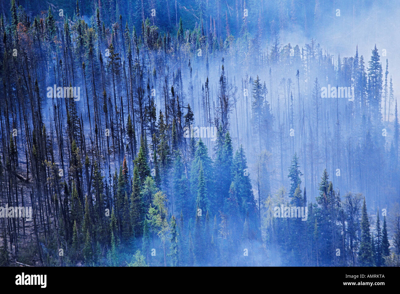 Feu de forêt, British Columbia, canada Banque D'Images