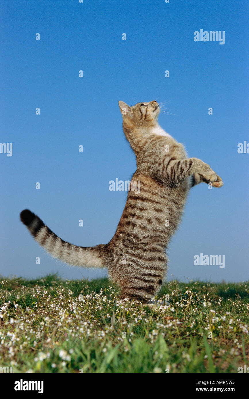 Debout sur ses pattes de chat Banque D'Images