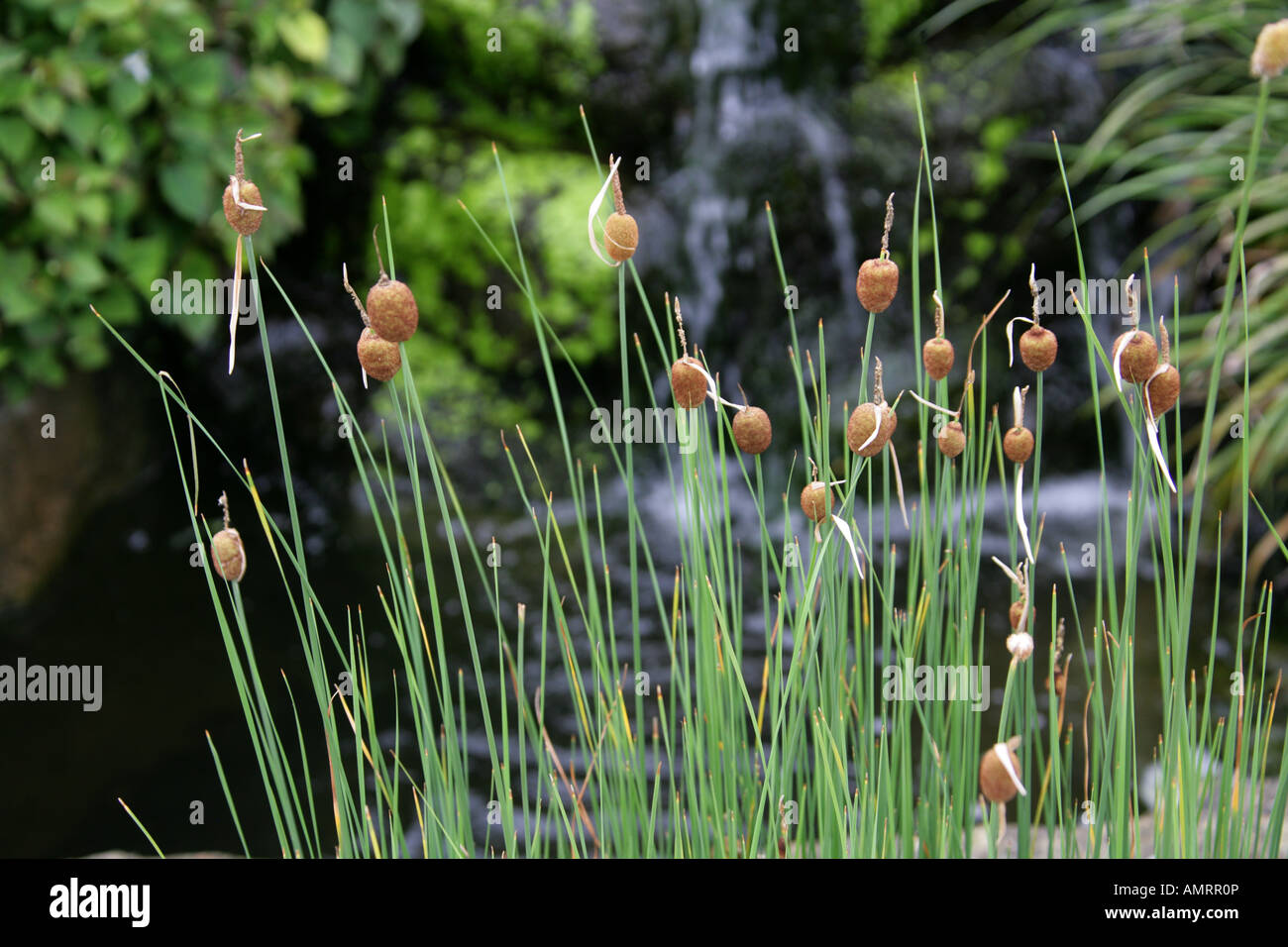 Bulruse naine alias Dwarf Cattail ou Reedmace, Typha minima Typhaceae. Plante aquatique marginale Banque D'Images