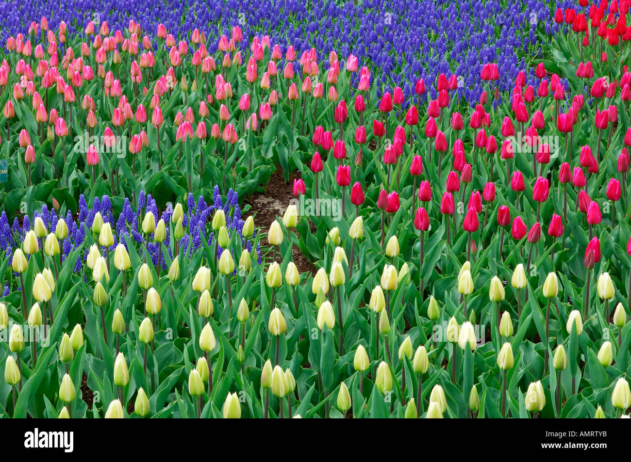 Les tulipes, les jardins de Keukenhof, Hollande, Pays-Bas Banque D'Images