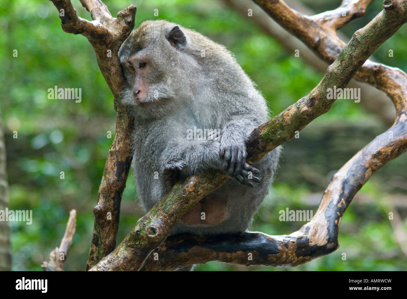 Les macaques à longue queue Macaca fascicularis Monkey Forest Ubud Bali Indonésie Banque D'Images