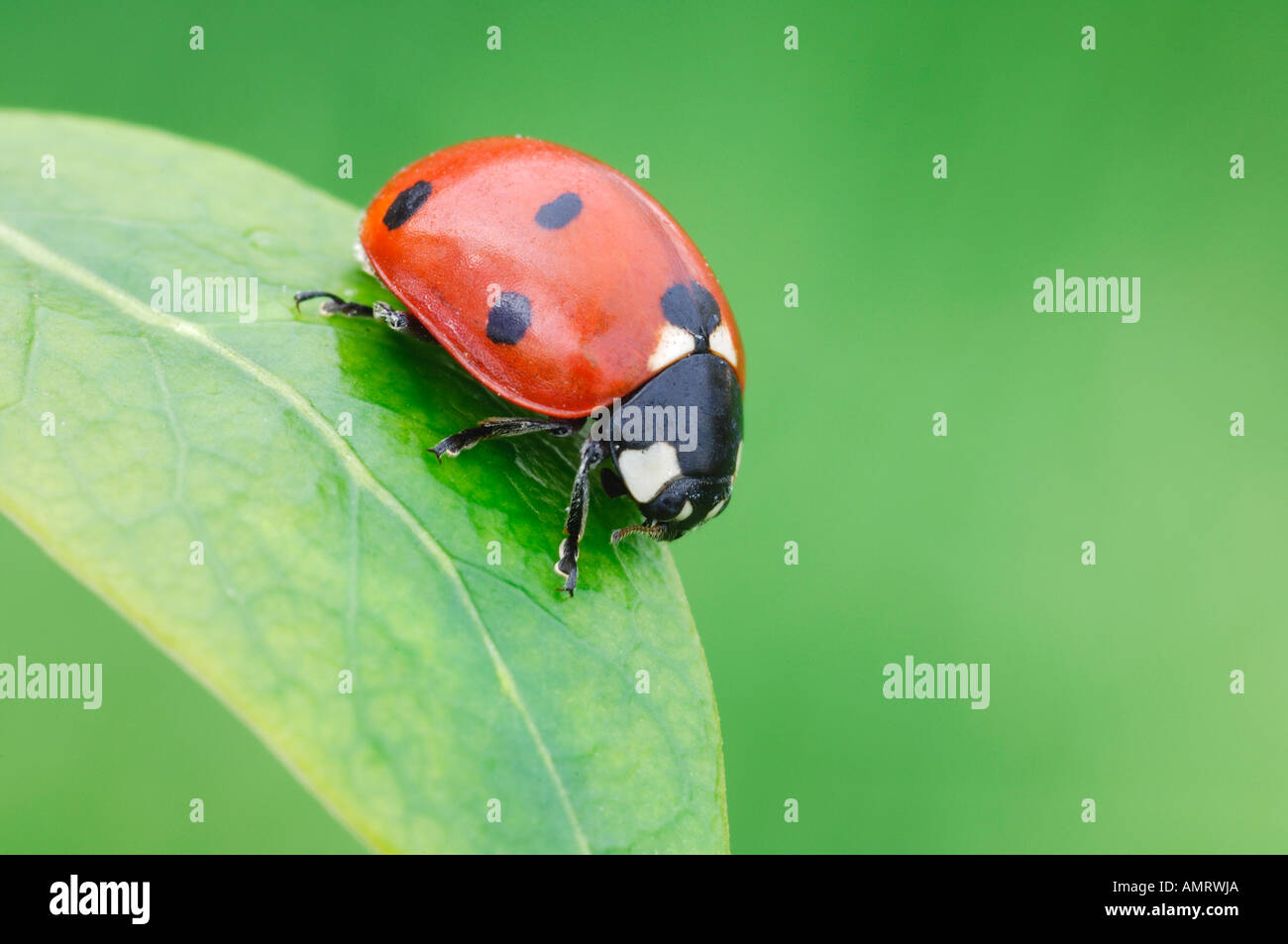Plan de coccinelles Banque D'Images