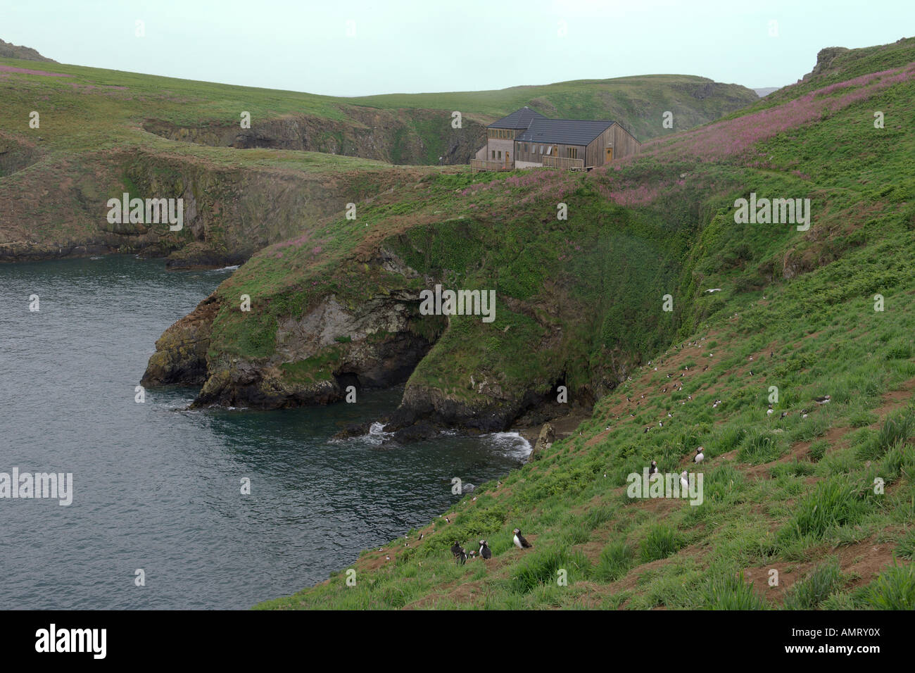Skomer Island Nature Reserve et un observatoire d'oiseaux de mer, Pembrokeshire Wales Juin Banque D'Images