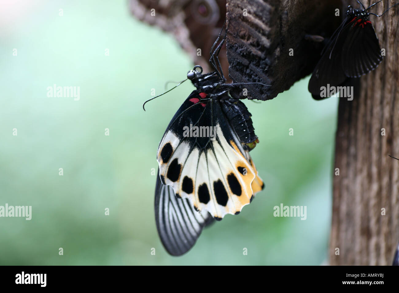 Papillon Grand Mormon Banque D'Images