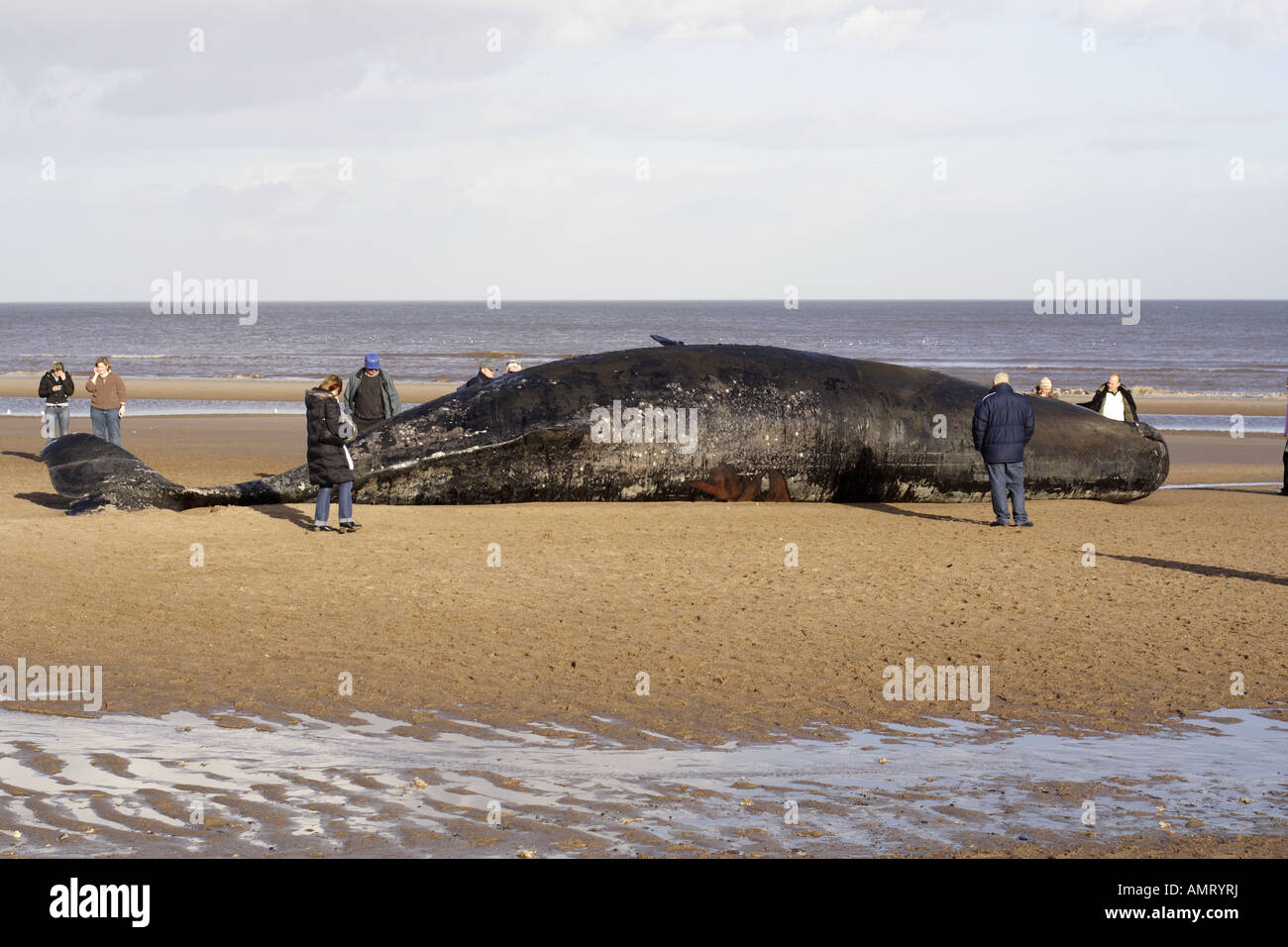 Cachalot morts échoués sur la plage de Skegness en 2006 Banque D'Images