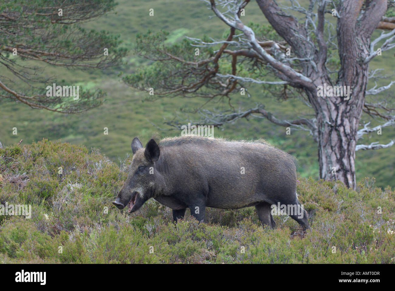 Le sanglier Sus scrofa femelle adulte ou d'un énoncé des travaux de réintroduction à Alladale estate Sutherland Ecosse Juillet 2007 Banque D'Images
