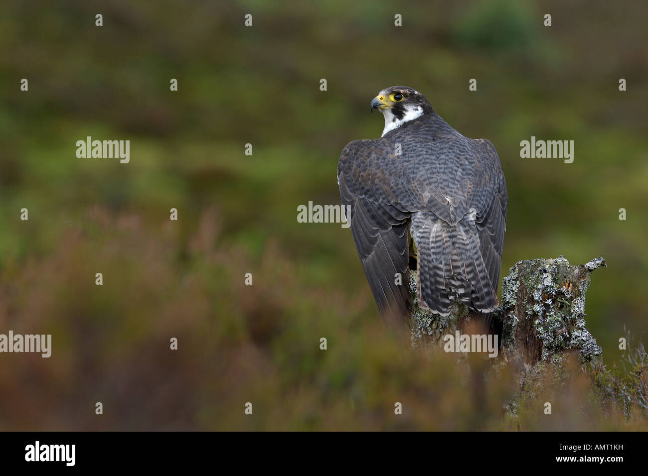 Faucon pèlerin (Falco peregrinus) de l'Écosse les fauconniers bird Banque D'Images