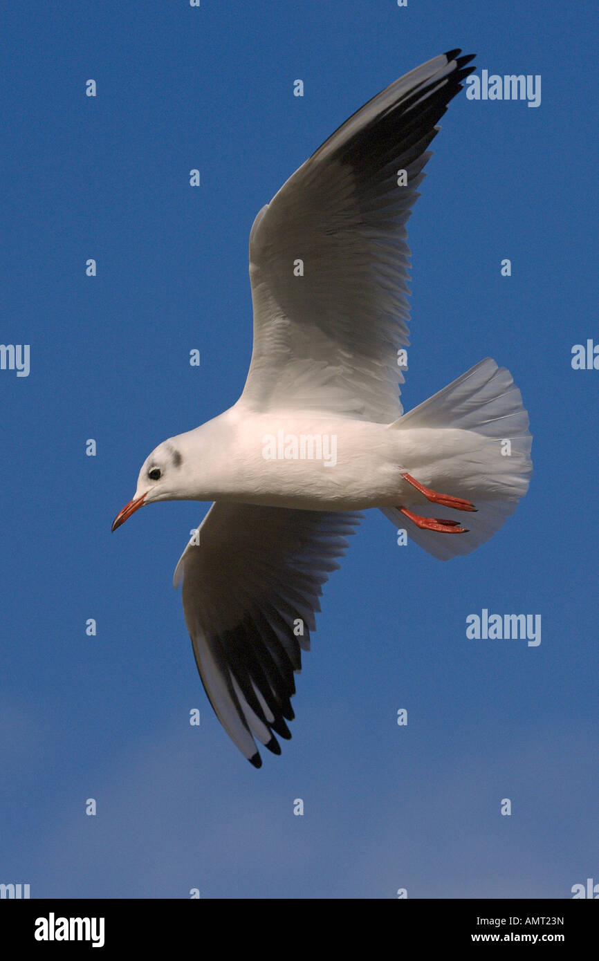 Mouette rieuse Larus ridibundus Black adultes en vol d'hiver de North Norfolk Angleterre Octobre Banque D'Images
