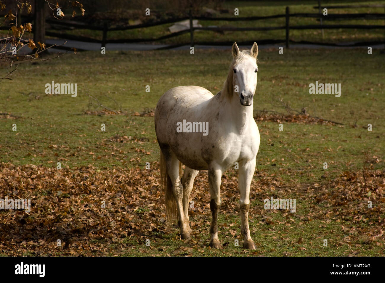 Cheval palomino en me regardant avec fierté Banque D'Images