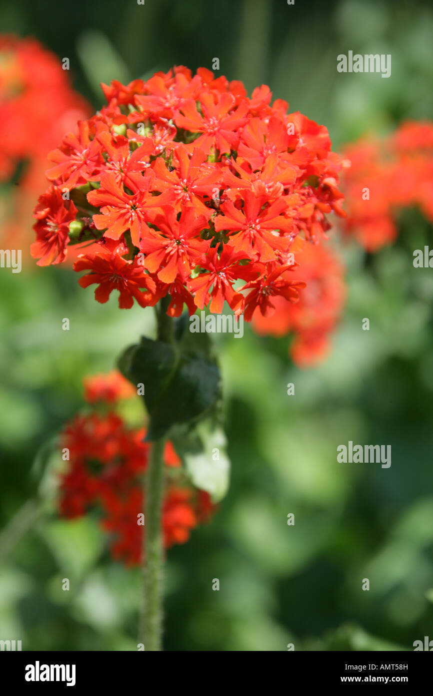 Croix de Malte Croix de Jérusalem aka et London Pride, Lychnis chalcedonica, Caryophyllaceae Banque D'Images