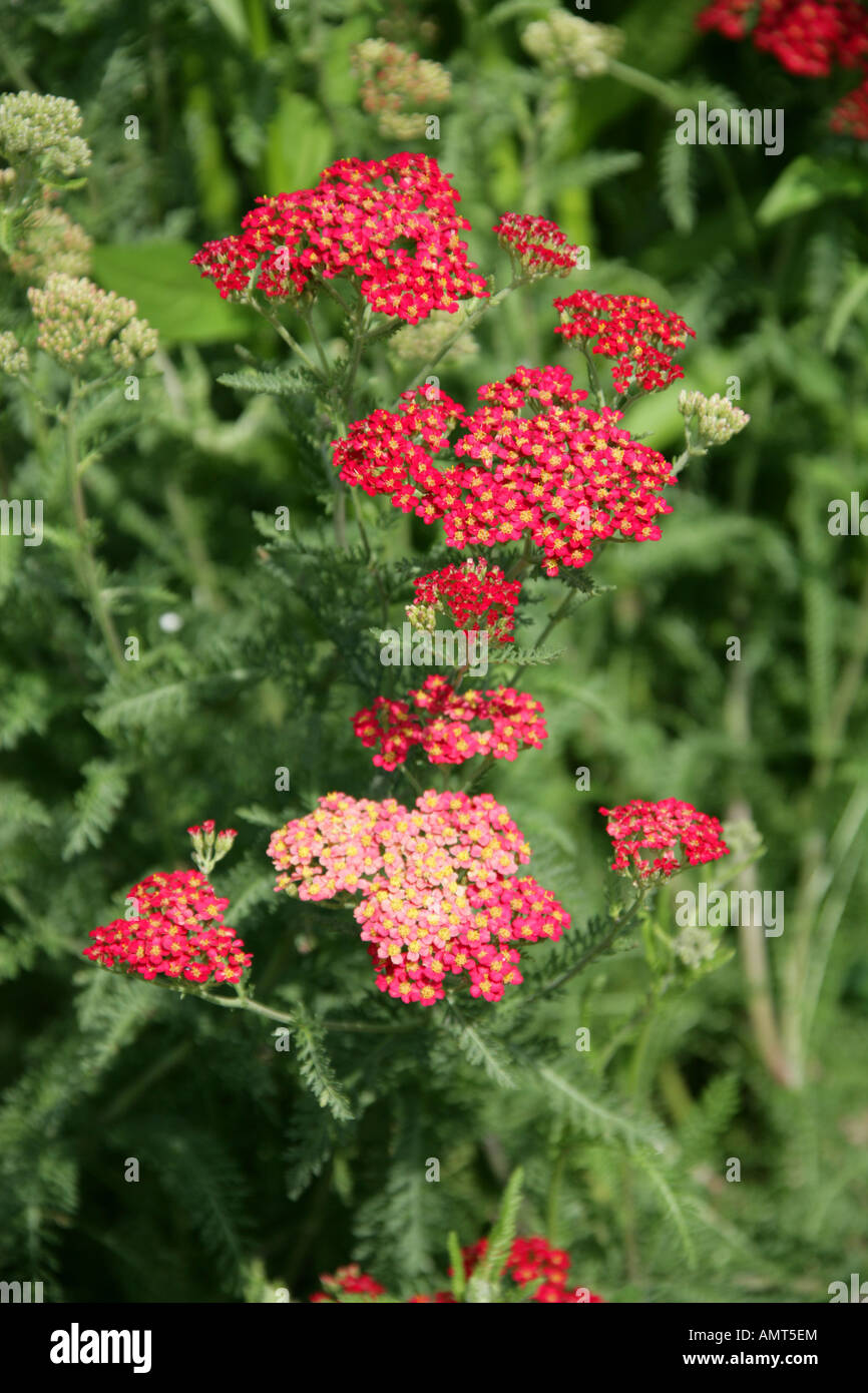 Var millefeuille Achillea millefolium Paprika Compositae Asteraceae Banque D'Images