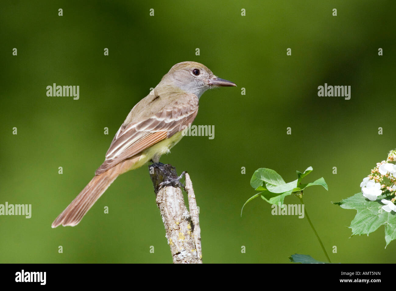 Tyran huppé Myiarchus crinitus Eden Prairie Hennipen County Minnesota United States Banque D'Images