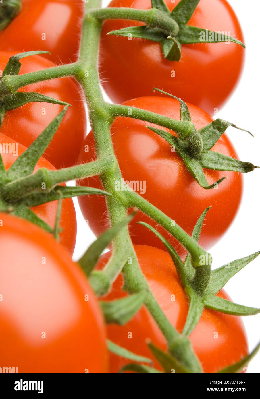 Tomates mûres sur la vigne sur fond blanc Banque D'Images