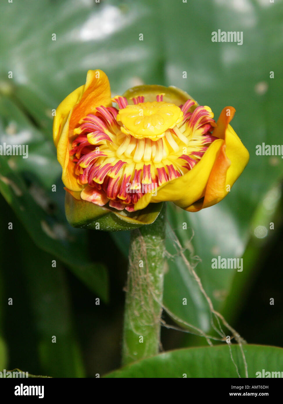 Nénuphar Nymphaea tetragona arctique Nymphaeaceae Banque D'Images