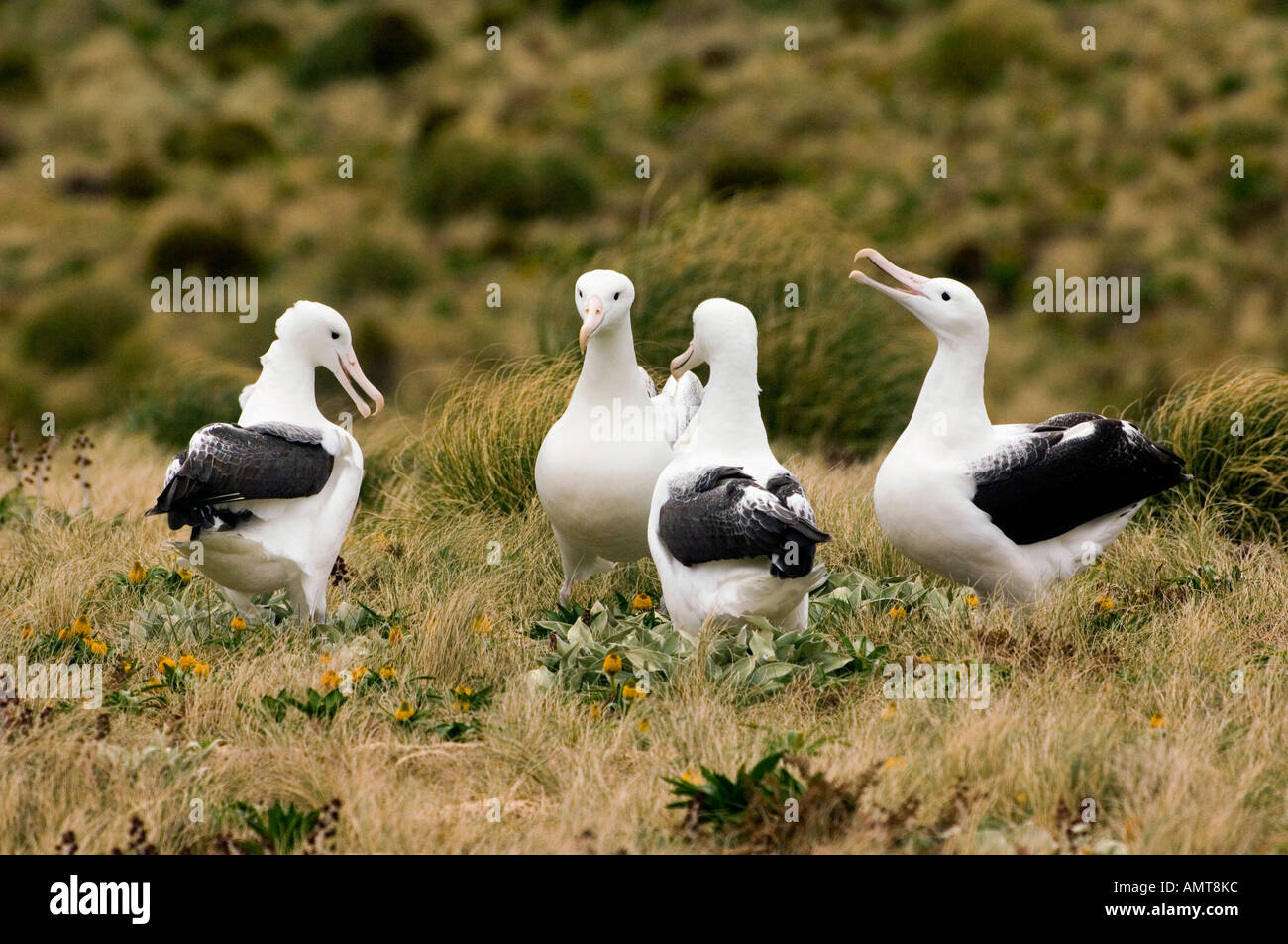 Du Sud Albatros Îles Campbell Nouvelle-zélande Banque D'Images