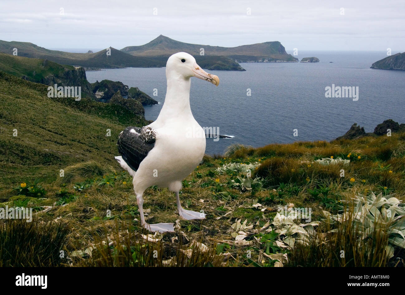 Le sud de l'albatros royal îles Campbell Nouvelle-zélande Banque D'Images