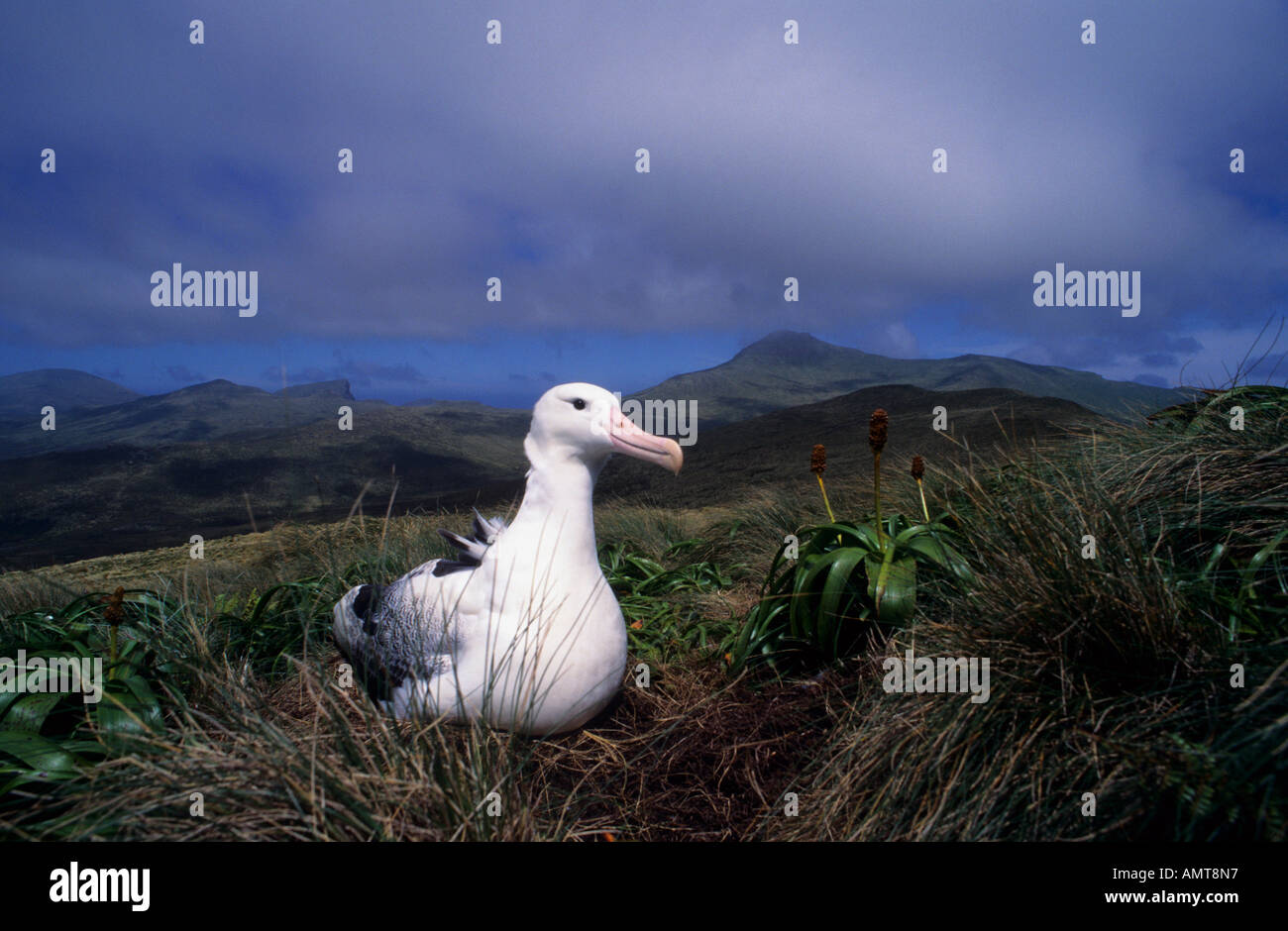 Le sud de l'albatros royal îles Campbell Nouvelle-zélande Banque D'Images