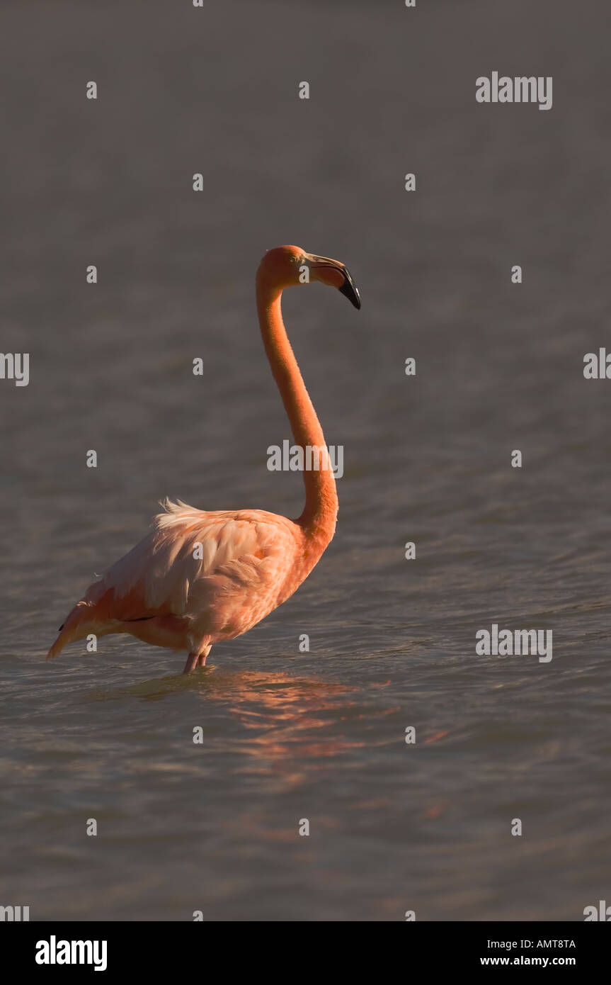 Flamant rose Îles Galapagos Équateur Banque D'Images