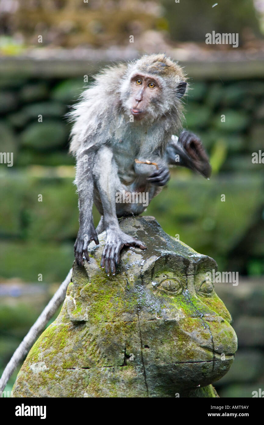 Mangy macaques à longue queue Macaca fascicularis sur Hindu statue de pierre Monkey Forest Ubud Bali Indonésie Banque D'Images