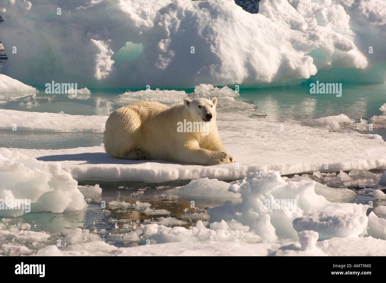 L'ours polaire le détroit de Davis Labrador Voir Canada Banque D'Images