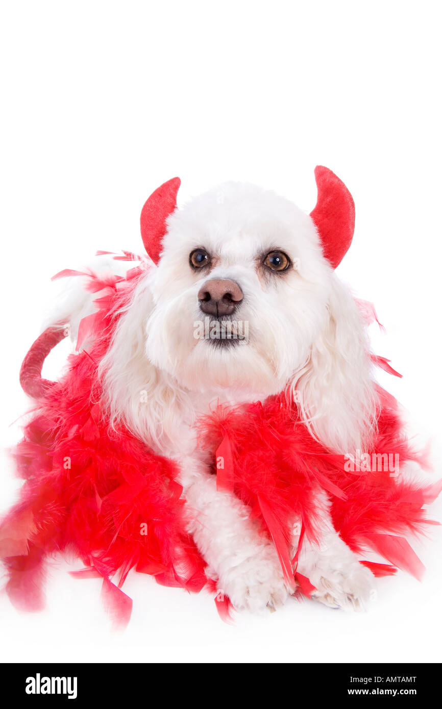 Petit diable chien Bichon Havanais isolated on white Banque D'Images