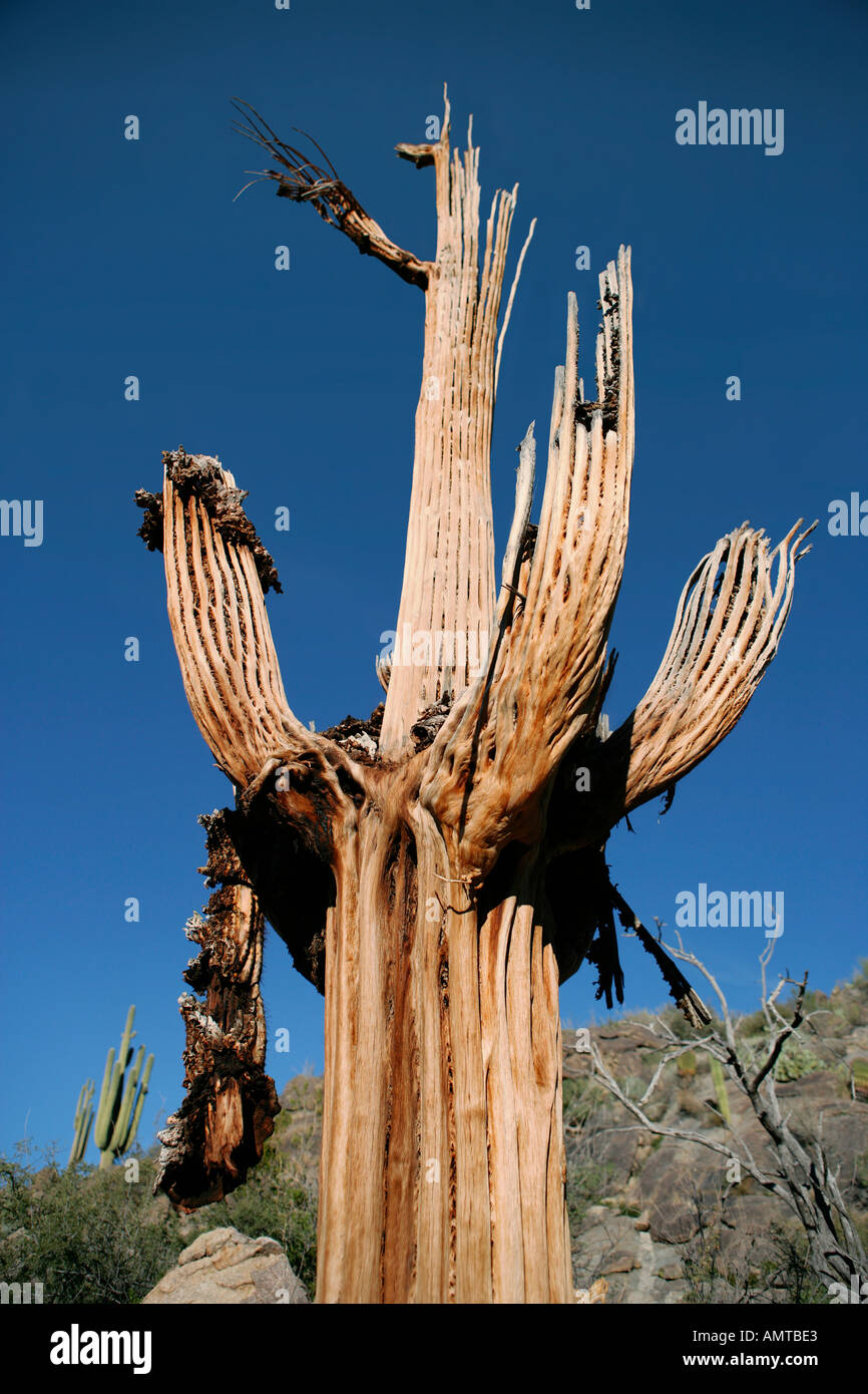 Saguaro cactus un temps et se décompose lentement squelette dans le désert de l'Arizona Banque D'Images