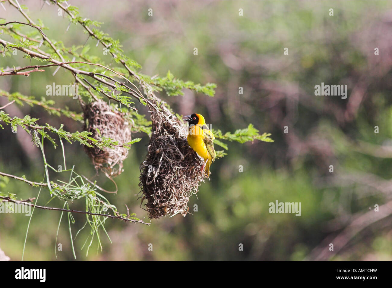 Kenya Masai Mara Masked weaver Ploceus intermedius près de il s nest Banque D'Images