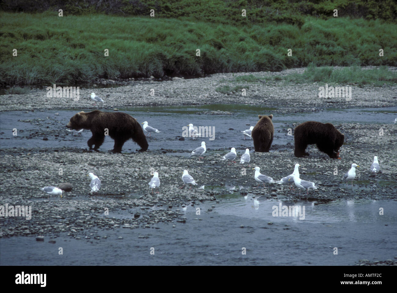 Brown Bear sow avec oursons chassant dans Migfik du saumon de l'Alaska river Banque D'Images