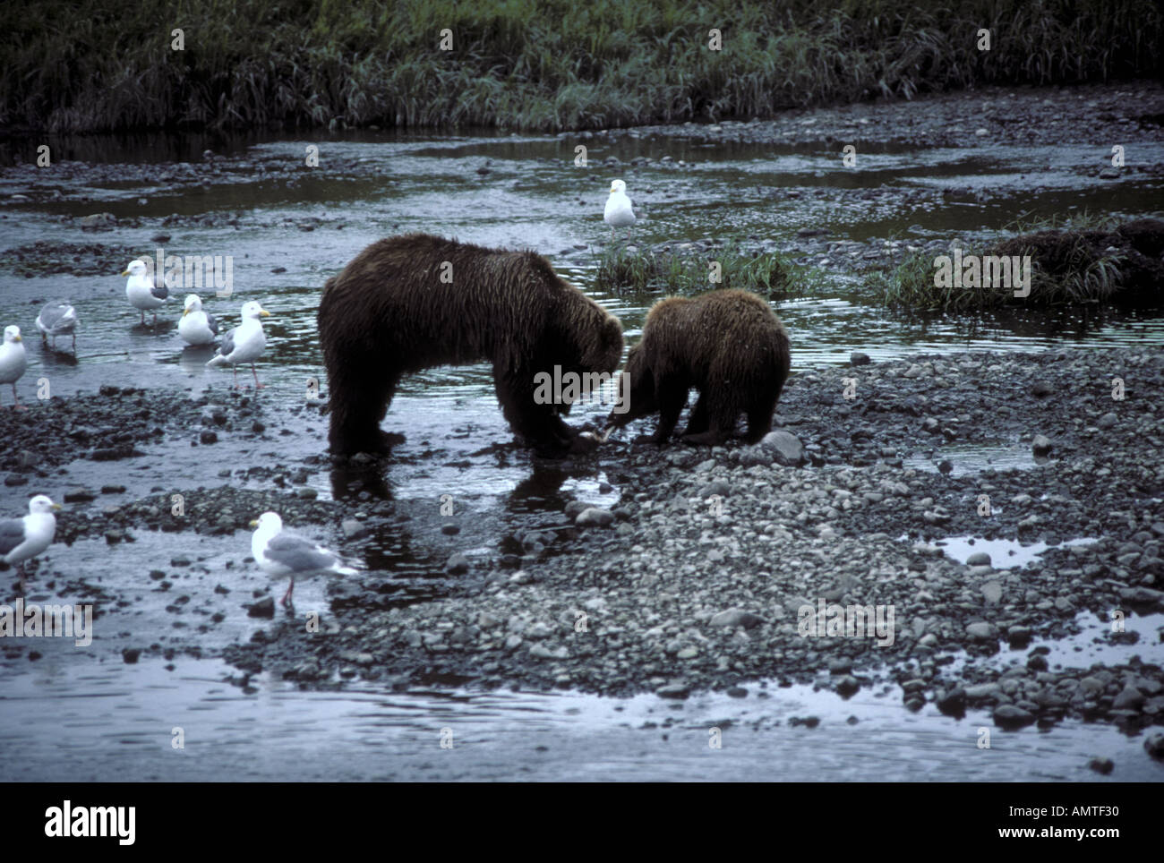 Brown Bear sow avec petits manger du saumon de l'Alaska river Migfiq Banque D'Images