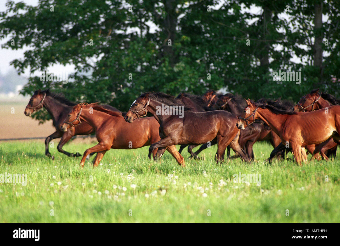 Les jeunes chevaux qui courent, Graditz, Allemagne Banque D'Images