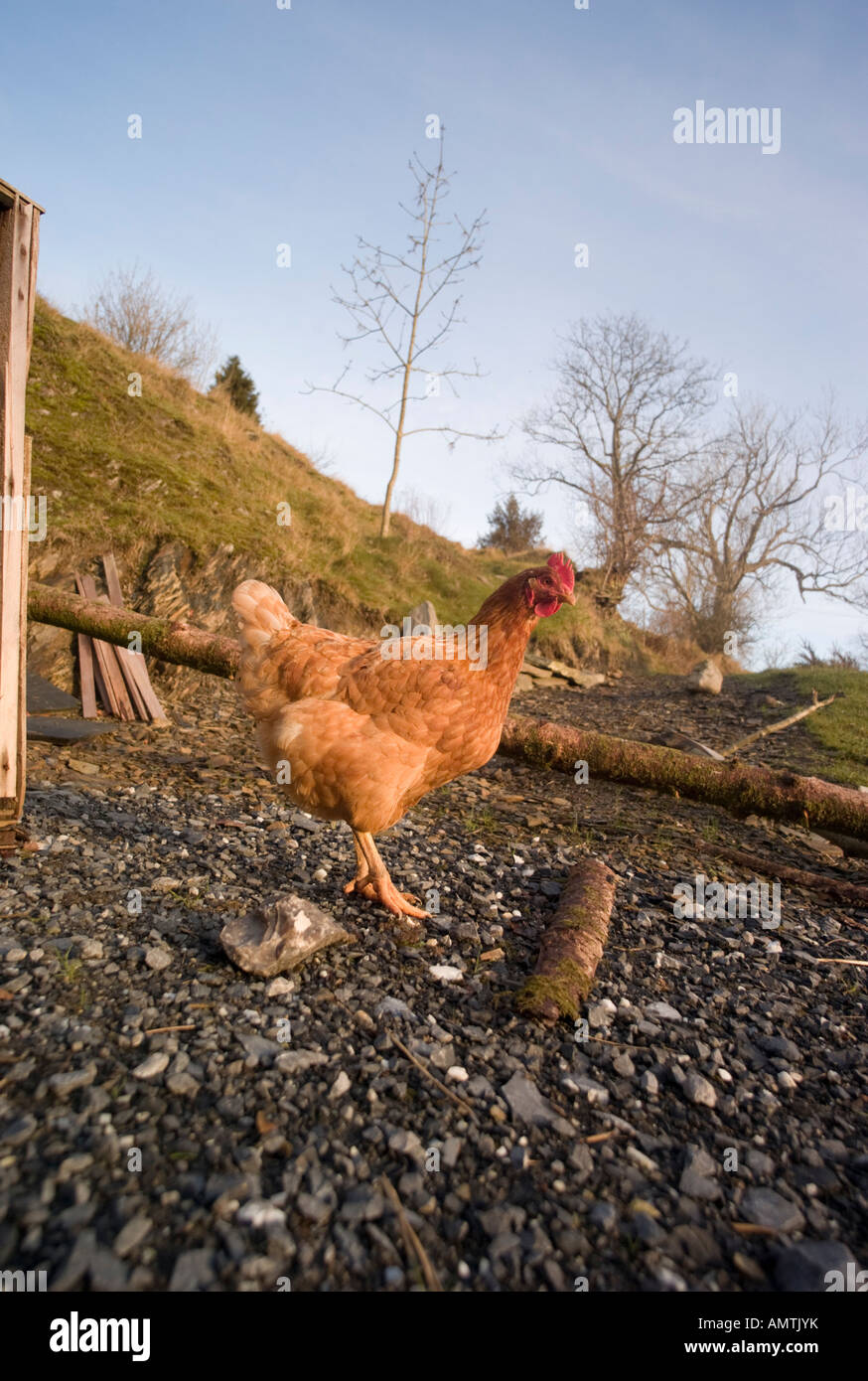 Free Range brown hen se pavaner autour de la cour d'une maison dans les régions rurales du pays de galles sur un après-midi de décembre Banque D'Images
