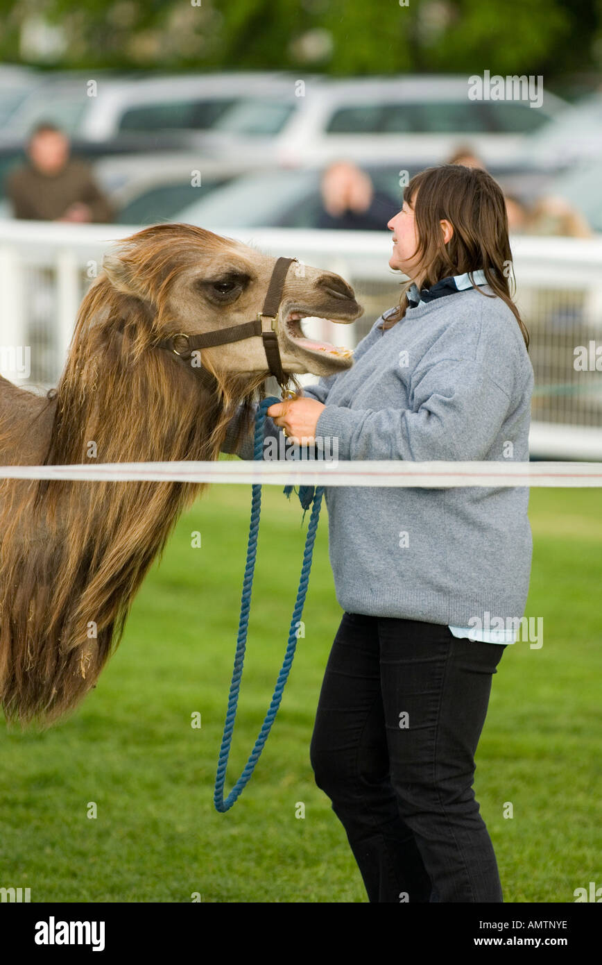 Marié d'Écosse Musselburgh racecourse chameau Banque D'Images