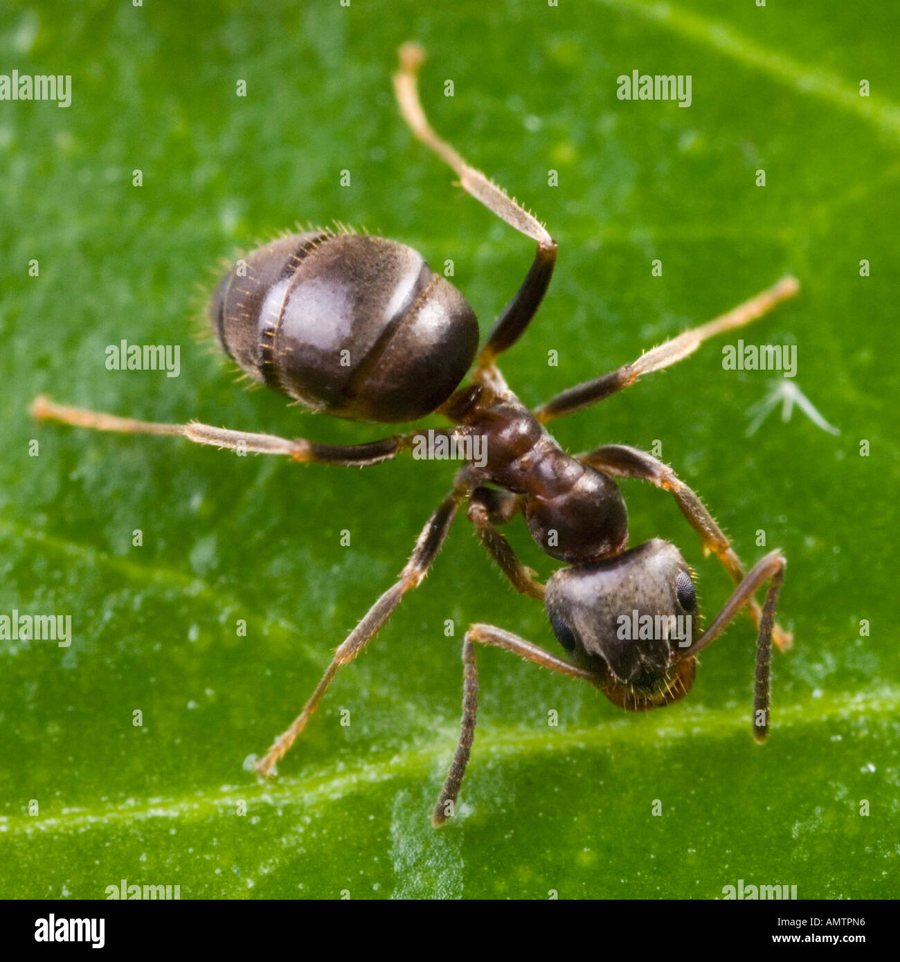 Ant le jardin noir (Lasius niger) Banque D'Images