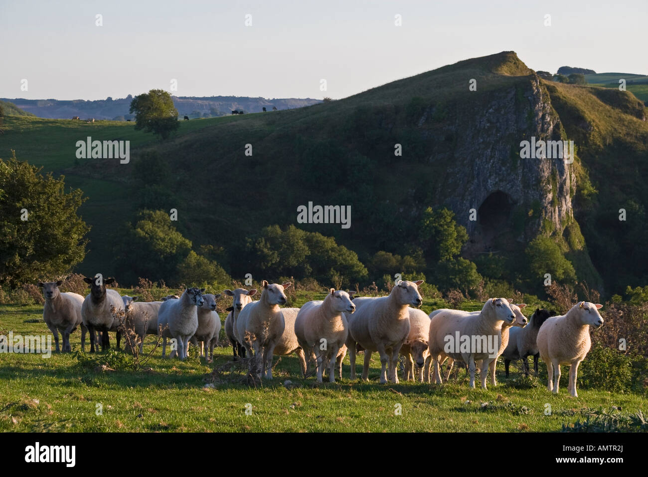 Troupeau de moutons près de Thor's Cave, vallée du collecteur, parc national de Peak District, Staffordshire Banque D'Images