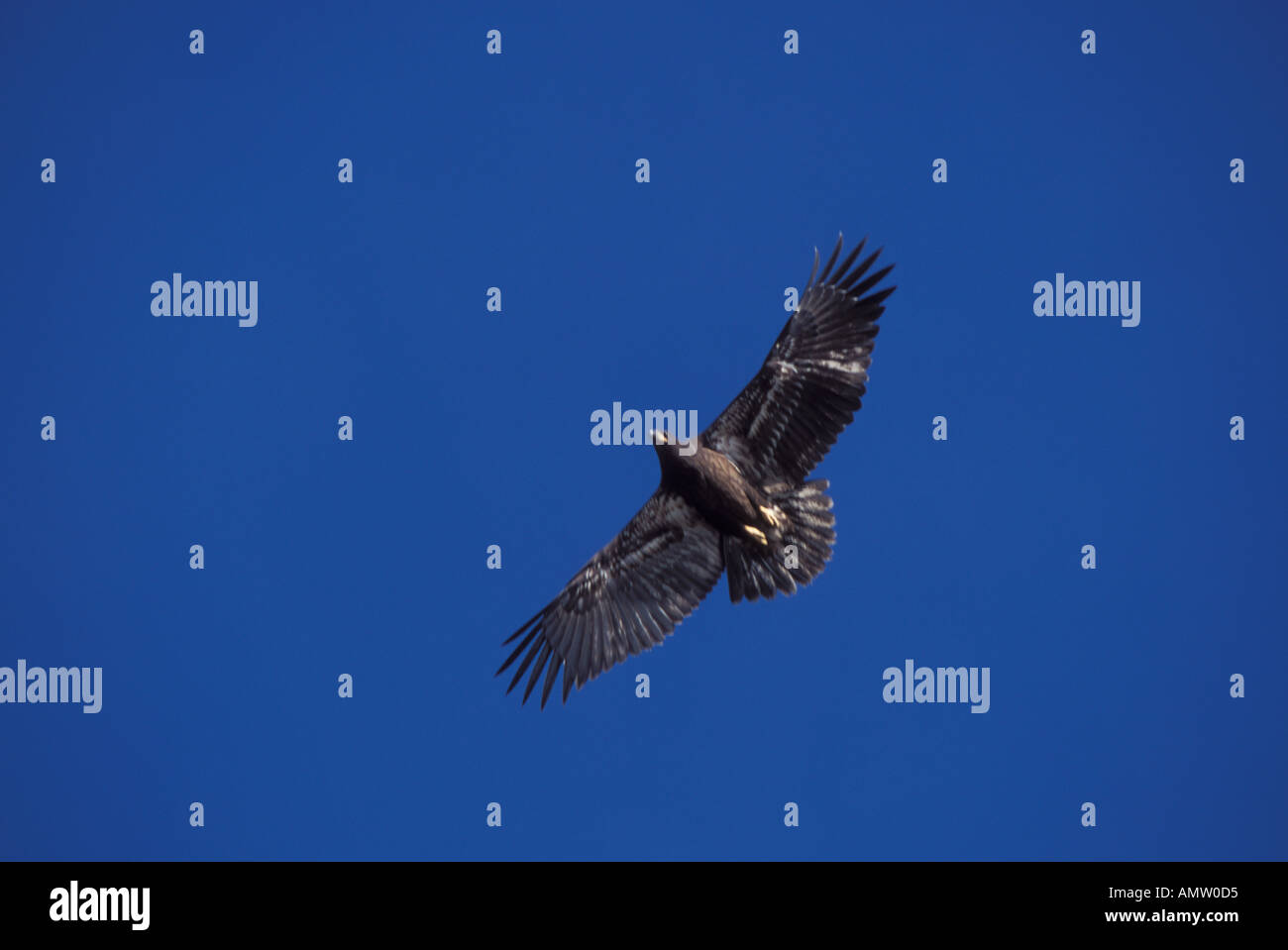 Pandioan Osprey haliaeetus battant Kobuk River Alaska Banque D'Images