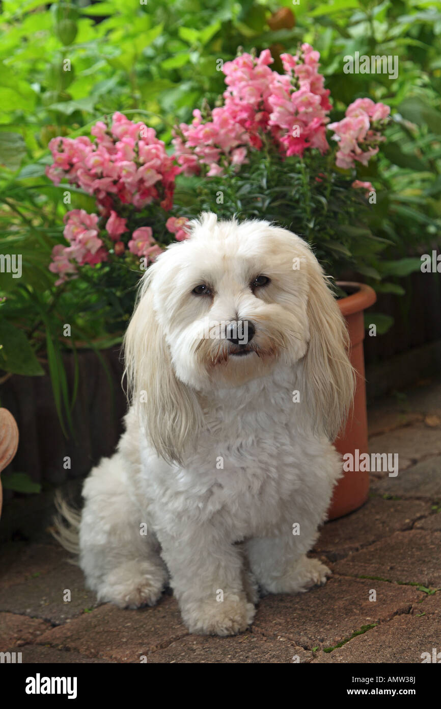 Coton de Tulear - chien assis en face de fleurs Banque D'Images